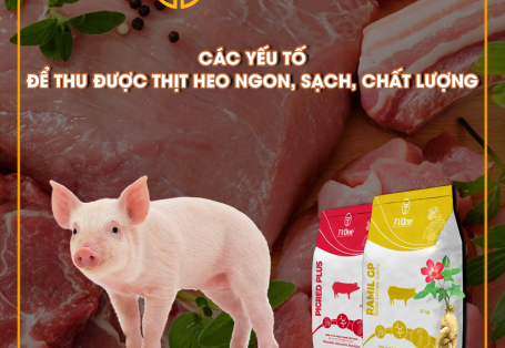 CÁC YẾU TỐ ĐỂ THU ĐƯỢC THỊT HEO NGON, SẠCH, CHẤT LƯỢNG